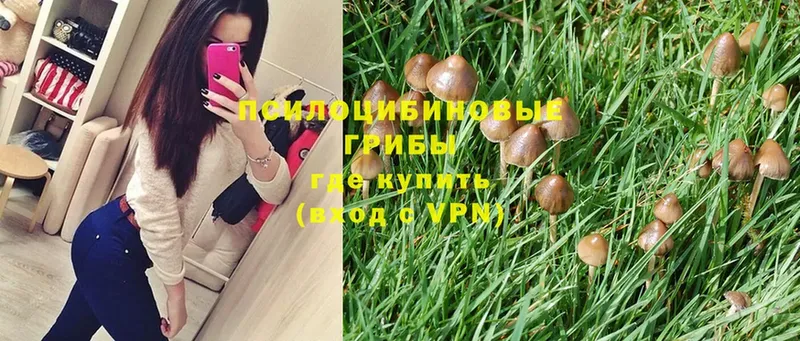 купить закладку  Валуйки  Галлюциногенные грибы Psilocybe 